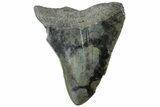 Bargain, Fossil Megalodon Tooth - South Carolina #312094-1